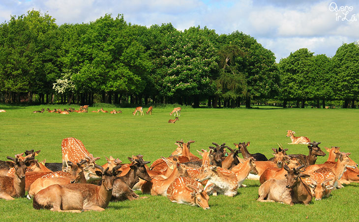Veados no Phoenix Park, em Dublin - Irlanda