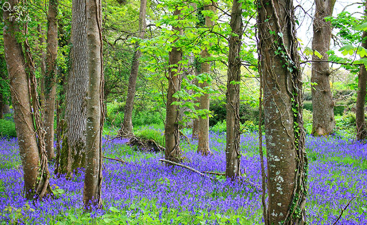 Killarney National Park, Irlanda