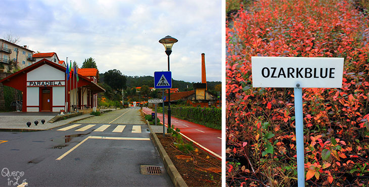 Antiga estação de trem e plantação de mirtilos em Sever do Vouga