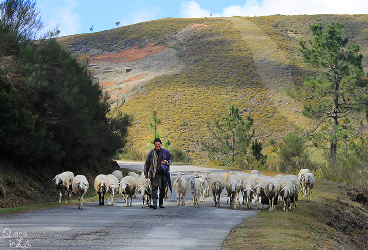 Pastor de ovelhas na Serra da Estrela, Portugal