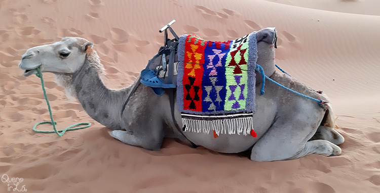 Dromedários no deserto de Erg Chebii no Saara, Marrocos