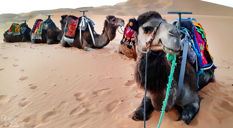 Dromedários no deserto de Erg Chebii no Saara, Marrocos
