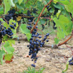 Vinícolas em Bordeaux – Chatêau du Taillan